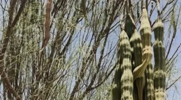 الإرث المحلي والتنمية المستدامة في العُلا.. مبادرات تعزز مستقبل المجتمع السعودي 1